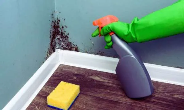 Consejos para Identificar y Eliminar Fácilmente el Moho en Paredes